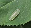 Epistrophe sp.